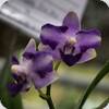 Phal. Tying Shin Blue Jay